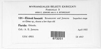 Elsinoe fawcettii image